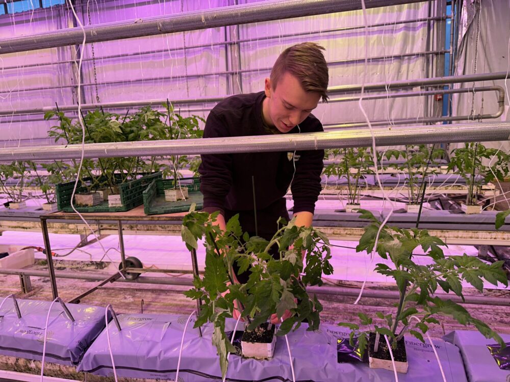 Stian Hestmo på Mære landbruksskole planter tomater i Fibergrow